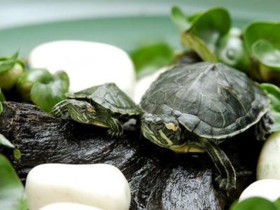 Obat Ayam Ngorok di Kutowinangun, Kebumen