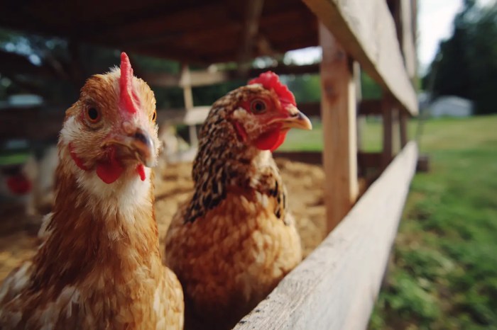 Ayam Stres di Puring, Kebumen