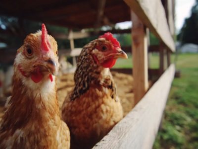 Ayam Stres di Puring, Kebumen