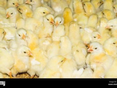 Ayam Broiler Cepat Panen di Lumbir, Banyumas