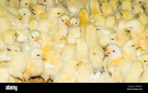 Ayam Broiler Cepat Panen di Purwodadi, Purworejo
