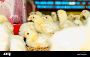 Ayam Broiler Sakit di Butuh, Purworejo Memerlukan Perhatian
