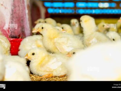 Ayam Broiler Sakit di Butuh, Purworejo