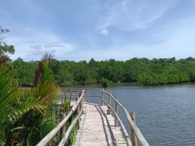Harga DOC Hari Ini di Purwokerto Timur, Banyumas