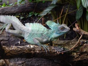 Ayam Lumpuh di Puring, Kebumen Mengguncang Masyarakat