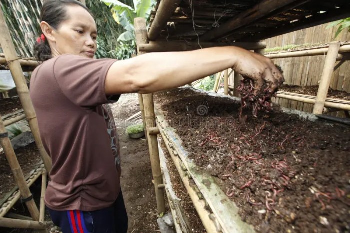 Ayam Cacingan di Bayan, Purworejo