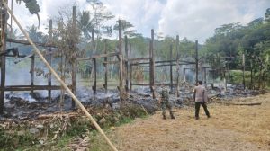 Ayam Sesak Nafas di Bener, Purworejo dan Penyebabnya