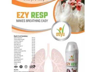 Obat Ayam Ngorok di Gumelar, Banyumas