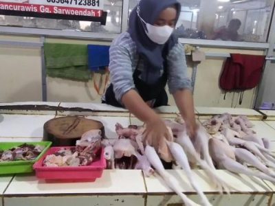 Usaha Ayam Broiler di Purwokerto Utara, Banyumas