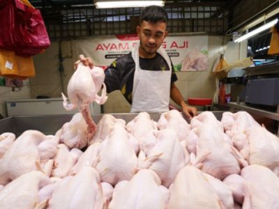 Harga Pakan Ayam di Pejagoan, Kebumen