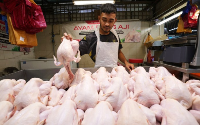 Harga Pakan Ayam di Pejagoan, Kebumen