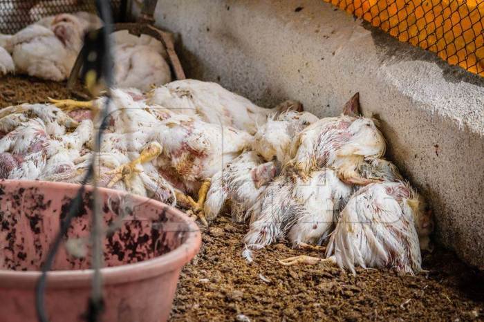 Ayam Broiler Mati di Puring, Kebumen