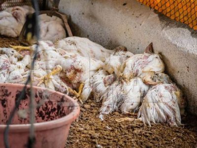 Ayam Broiler Mati di Puring, Kebumen