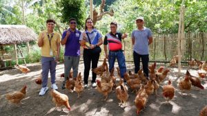 Ternak Ayam Kampung di Ngombol, Purworejo yang Menguntungkan
