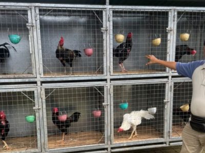 Ayam Bangkok Juara di Rowokele, Kebumen
