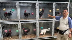 Latihan Ayam Bangkok di Ajibarang, Banyumas yang Unik