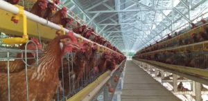 Modal Ternak Ayam di Baturaden, Banyumas yang Menjanjikan