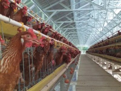 Modal Ternak Ayam di Baturaden, Banyumas