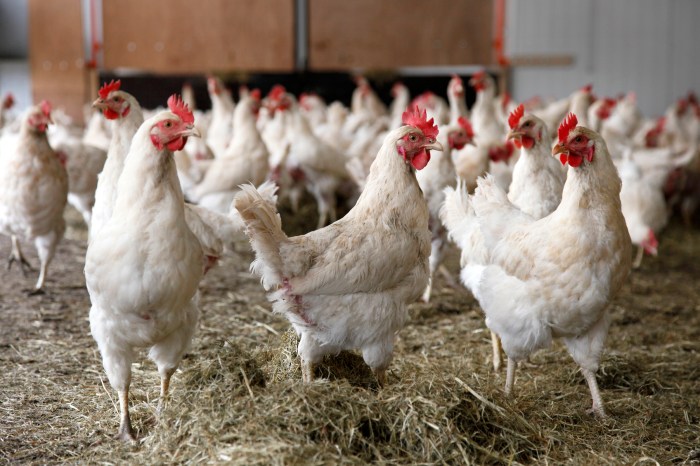 Ayam Cepat Besar di Purwokerto Timur, Banyumas