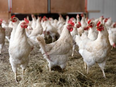 Ayam Cepat Besar di Purwokerto Timur, Banyumas
