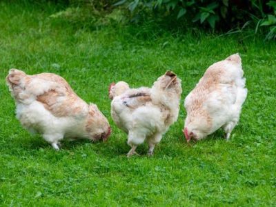 Ayam Terbesar Di Indonesia di Kemranjen, Banyumas