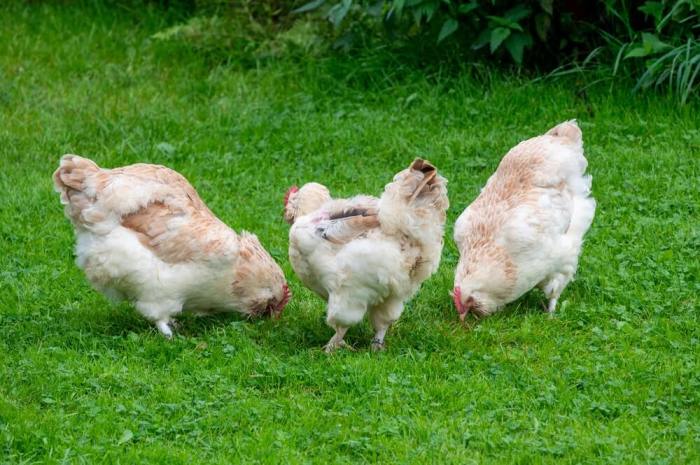 Ayam Terbesar Di Indonesia di Kemranjen, Banyumas