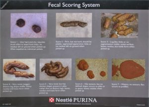 Pakan Ayam Petelur di Prembun, Kebumen yang Berkualitas