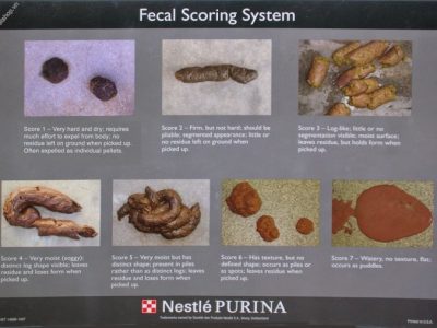 Pakan Ayam Petelur di Prembun, Kebumen