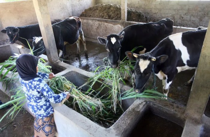 Pakan Ayam Petelur di Kedung Banteng, Banyumas