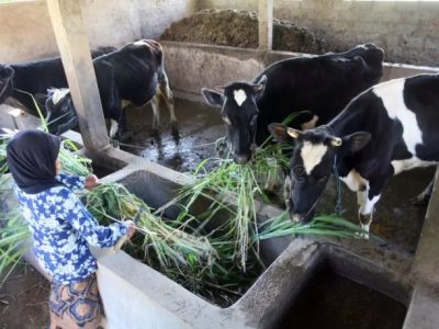 Pakan Ayam Petelur di Kedung Banteng, Banyumas