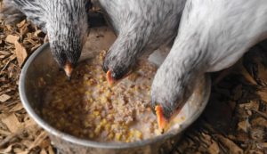 Pakan Fermentasi Ayam di Ayah, Kebumen yang Berkelanjutan