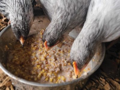 Pakan Fermentasi Ayam di Ayah, Kebumen