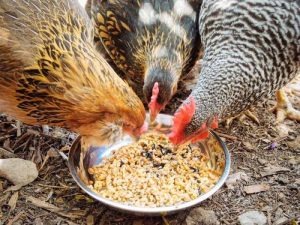 Pakan Fermentasi Ayam di Buayan, Kebumen untuk Kesehatan Optimal