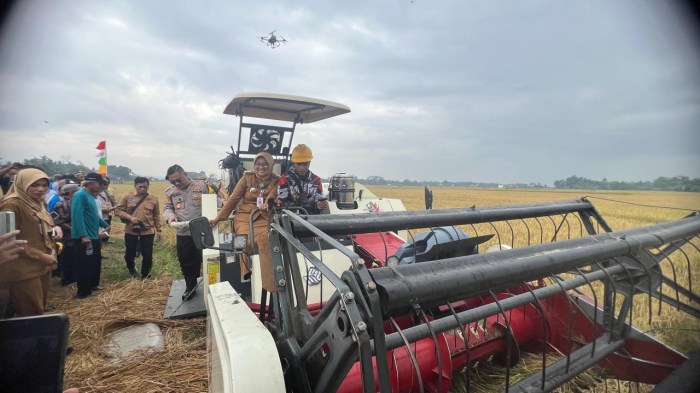 Modal Ternak Ayam di Alian, Kebumen