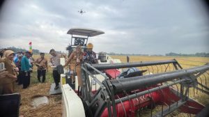 Modal Ternak Ayam di Alian, Kebumen yang Menguntungkan