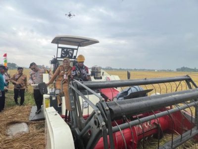 Modal Ternak Ayam di Alian, Kebumen