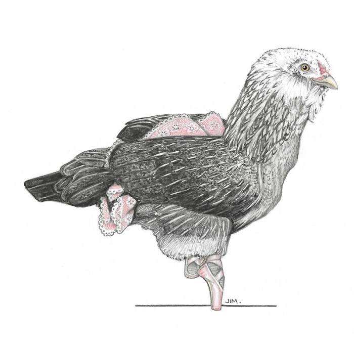 Ayam Lumpuh di Karanglewas, Banyumas