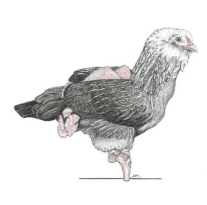 Ayam Lumpuh di Karanglewas, Banyumas Mengancam Peternakan