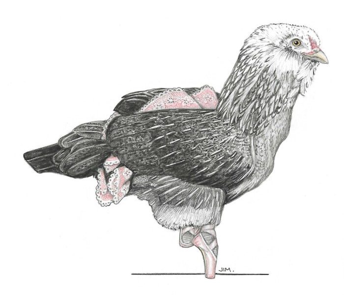Ayam Lumpuh di Karanglewas, Banyumas