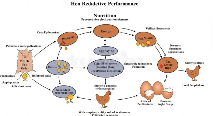 DOC Ayam Petelur di Petanahan, Kebumen