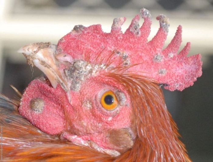 Penyakit Snot Ayam di Poncowarno, Kebumen