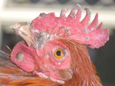 Penyakit Snot Ayam di Poncowarno, Kebumen