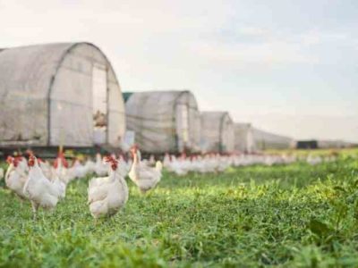 Komunitas Ayam Kampung di Banyuurip, Purworejo