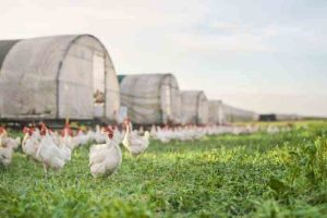 Ternak Ayam Kampung di Kuwarasan, Kebumen yang Menguntungkan