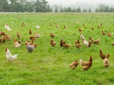 Jual Ayam Kampung di Petanahan, Kebumen