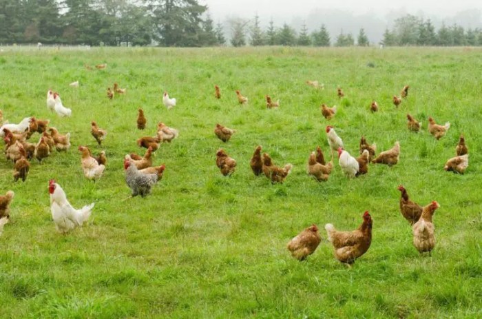 Jual Ayam Kampung di Petanahan, Kebumen