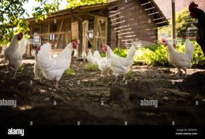 Kandang Ayam Kampung di Mirit, Kebumen yang Menguntungkan