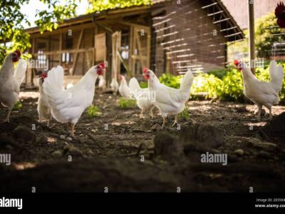 Kandang Ayam Kampung di Mirit, Kebumen