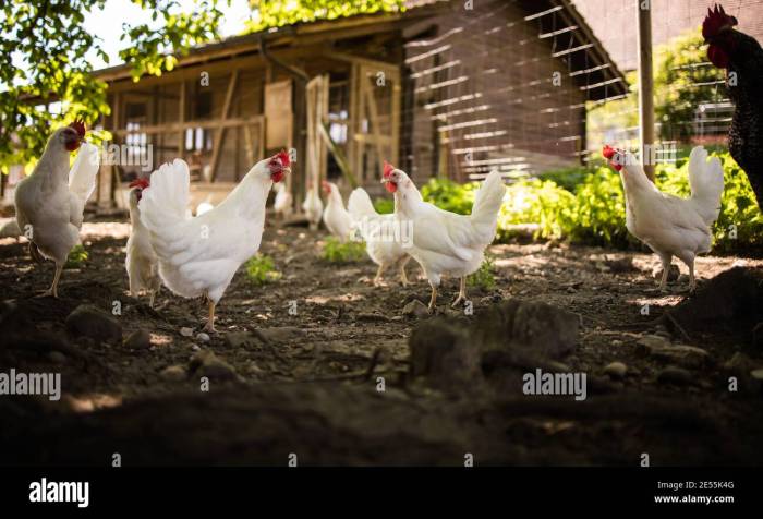 Kandang Ayam Kampung di Mirit, Kebumen