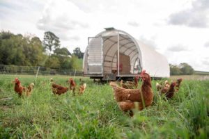 Kandang Ayam Kampung di Kebumen, Kabupaten Kebumen
